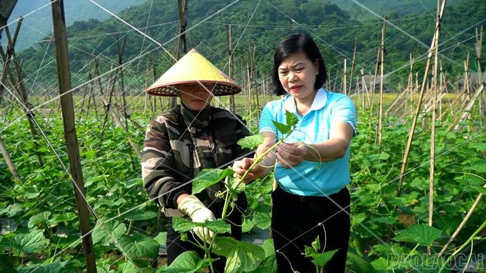 Tổ hợp tác rau củ quả an toàn của chị Hoàng Thị Phiếu.