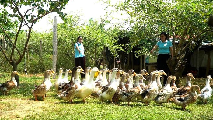 Mô hình phát triển kinh tế của chị Ma Phi Hùng (bên trái).