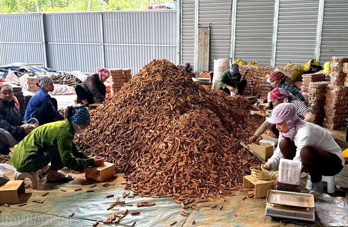 Sơ chế vỏ quế tại Công ty TNHH Một thành viên thương mại tổng hợp Tiến Sinh.