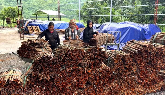 Người dân bán vỏ quế cho Công ty TNHH Một thành viên thương mại tổng hợp Tiến Sinh.