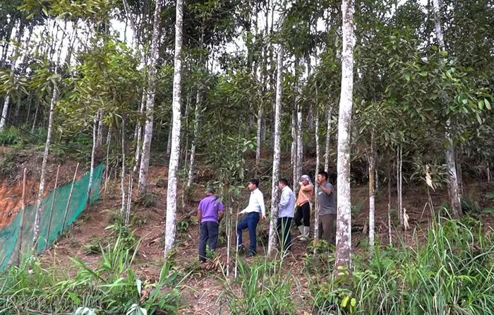 Lãnh đạo xã Bảo Nhai kiểm tra một số vùng trồng quế.