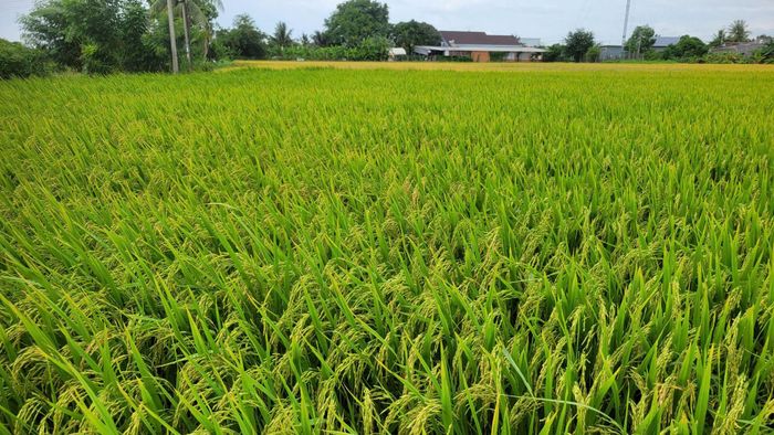 Hàm Liêm nhân rộng 30 ha lúa giảm phát thải