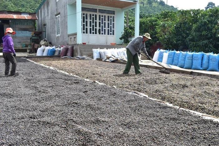 Tăng sản lượng cà phê theo tiêu chuẩn chất lượng toàn cầu