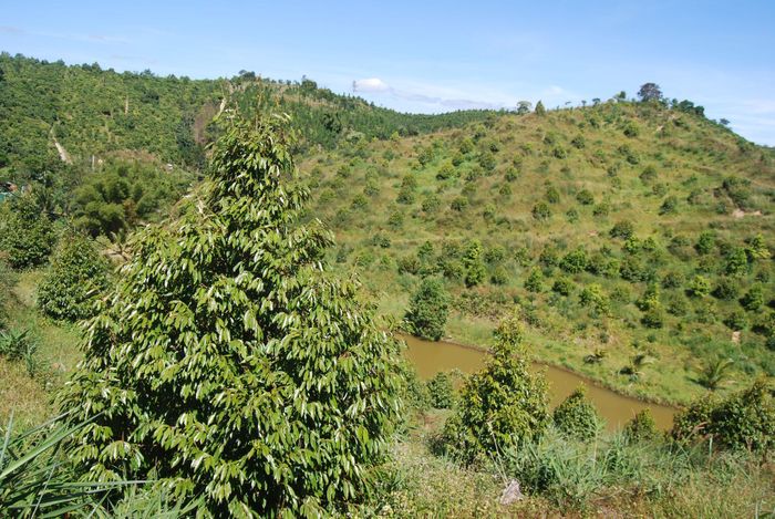 Chuyển đổi trồng mới diện tích sầu riêng trên những vùng sinh thái phù hợp
