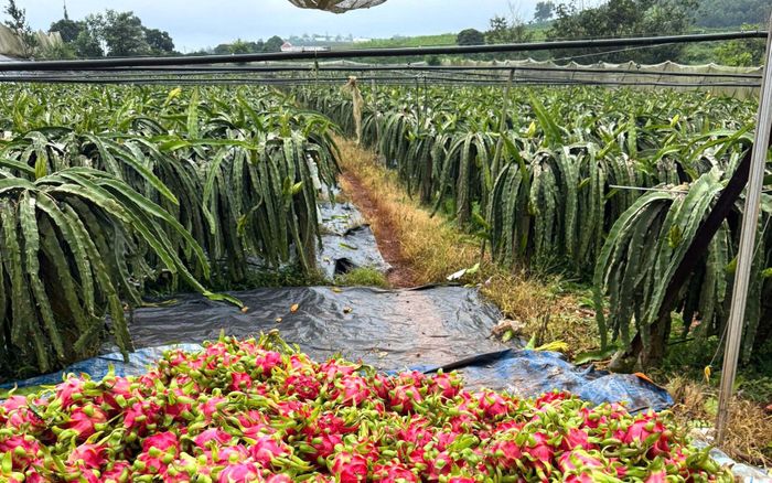 Thanh long duy trì khoảng 25.000 ha, tăng sản lượng lên hơn 654.000 tấn