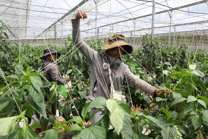 Vườn ớt chuông của gia đình chị Nguyễn Thị Dung