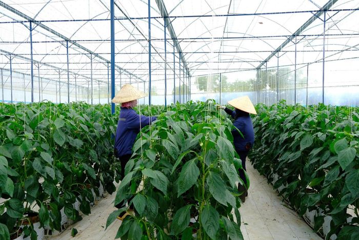 Vườn được lắp đặt hệ thống nhà kính, hệ thống tưới tự động