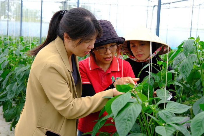 Vườn ớt chuông của chị Nông Thị Hồng Vân