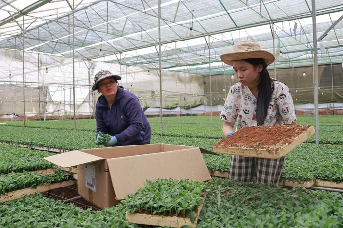 Lan Hương tranh thủ phụ mẹ thu hoạch cây giống tại vườn ươm