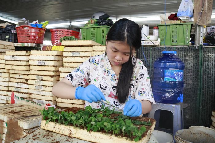 Lan Hương làm cây giống tại vườn ươm sau giờ học