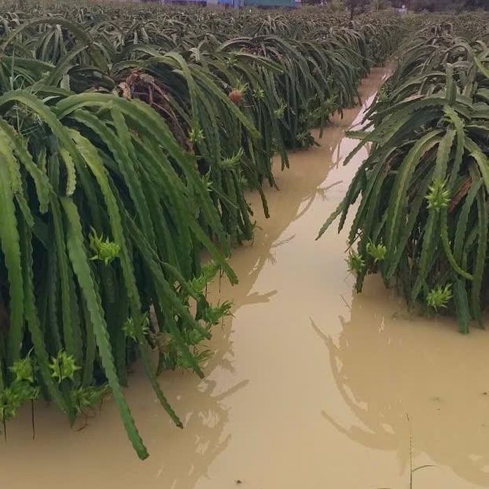Một số diện tích thanh long ngập tại xã Tuyên Quang