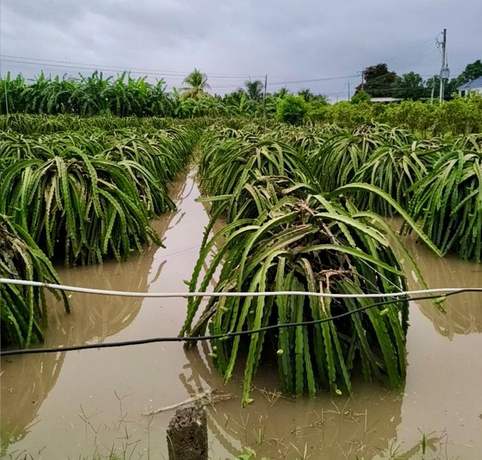 Nhiều diện tích thanh long bị ngập tại xã Tuyên Quang