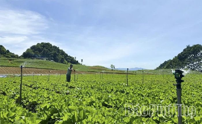 Hệ thống tưới tự động được các nhà vườn ở xã Vân Sơn đầu tư đồng bộ.