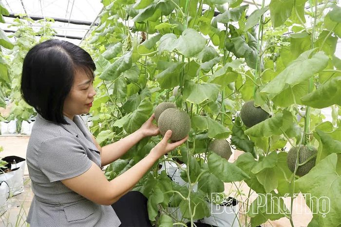 Trung tâm KHCN, Đổi mới sáng tạo và Chuyển đổi số - Sở Khoa học và Công nghệ trồng thử nghiệm giống dưa Ichiba bằng công nghệ mới trước khi triển khai đưa vào trồng đại trà.
