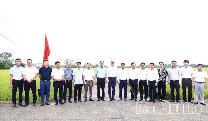 Đồng chí Bí Thư Tỉnh ủy Phạm Đại Dương và các đại biểu tham quan mô hình sản xuất lúa giống mới tại Trại Sản xuất giống cây trồng Vũ Di, Trung tâm Phát triển nông, lâm nghiệp và thủy sản tỉnh Phú Thọ.