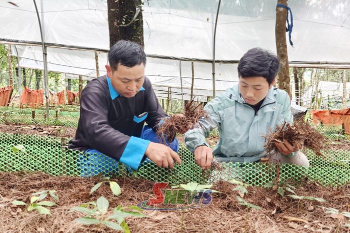 Rải lá thông trên bề mặt đất để giữ độ ẩm cho cây sâm.