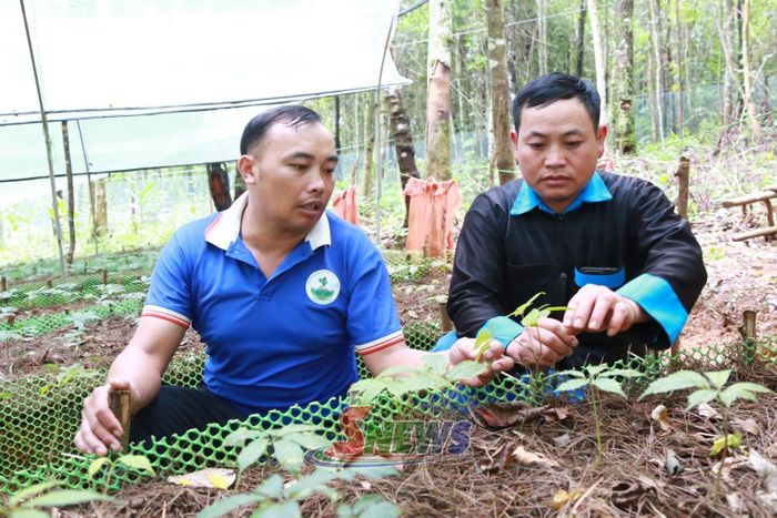 Thành viên HTX Sâm Xím Vàng hướng dẫn, hỗ trợ người dân cách chăm sóc cây sâm.