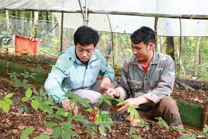 Người dân bản Hang Chú, xã Xím Vàng chăm sóc, kiểm tra độ ẩm của đất.