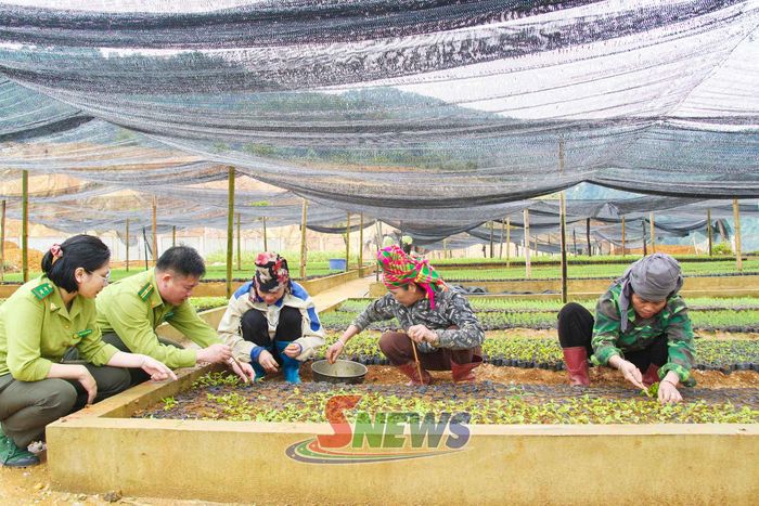 Cán bộ Ban quản lý rừng Đặc dụng – Phòng hộ Thuận Châu hướng dẫn nhân dân ươm cây giống.