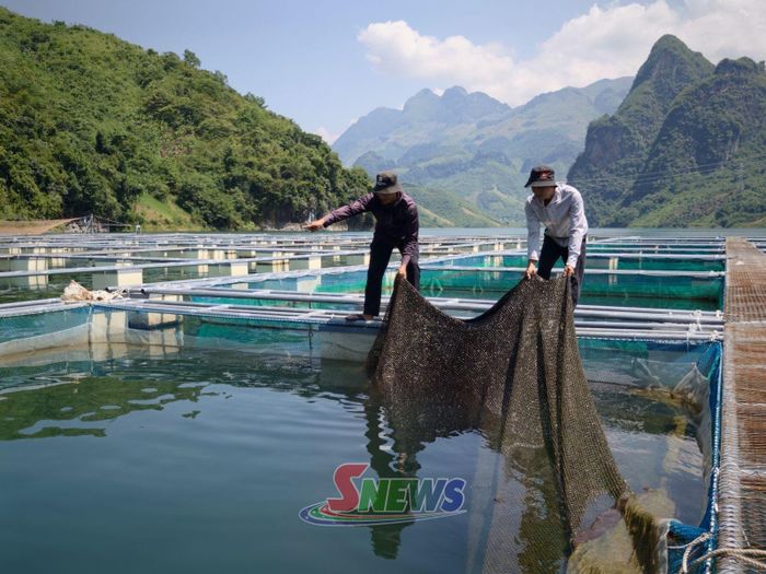 Mô hình lồng cá của HTX Nuôi trồng thủy sản và du lịch Mường La.