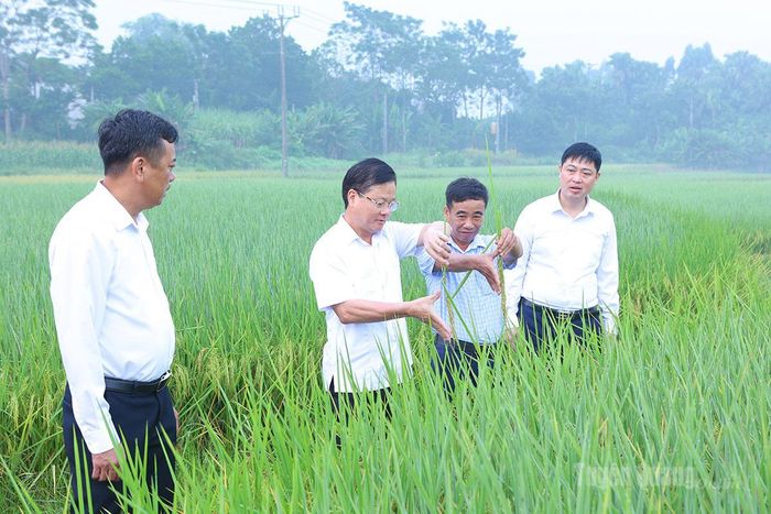 Đồng chí Trần Quang Minh, Ủy viên Ban Thường vụ Tỉnh ủy, Trưởng ban Tổ chức Tỉnh ủy cùng lãnh đạo xã Hồng Sơn kiểm tra mô hình sản xuất lúa chất lượng cao tại thôn Chi Thiết.