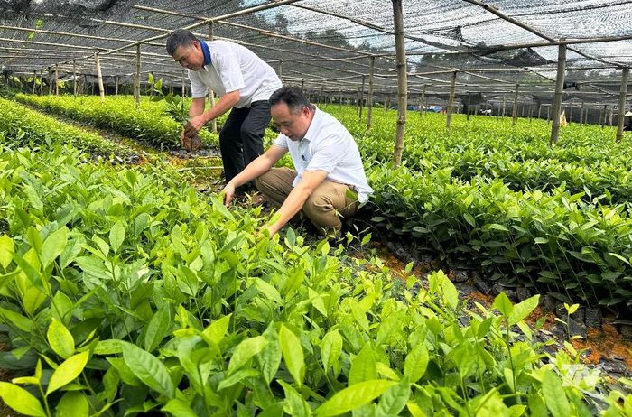 Vườn ươm giống chè ở xã Đồng Hỷ mỗi năm cung cấp khoảng 1,2 triệu cây giống cho người trồng chè.