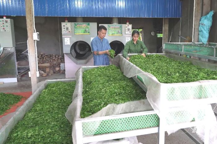 Việc ứng dụng khoa học kỹ thuật, máy móc vào sản xuất, chế biến chè ngày càng phổ biến, góp phần nâng cao năng suất và chất lượng sản phẩm.