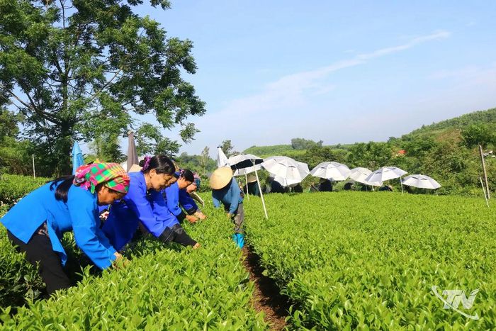 Thu hái chè đổi công, một nét đẹp ở vùng chè xã Đồng Hỷ.