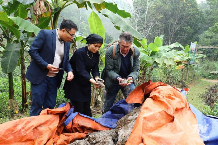Ông Peter Henk Prins, Giám đốc Công ty TNHH Tư vấn Đất, Nước và Nông nghiệp (Hà Lan), thăm quy trình sản xuất chè hữu cơ tại mô hình ở xã Quang Sơn, tỉnh Thái Nguyên.