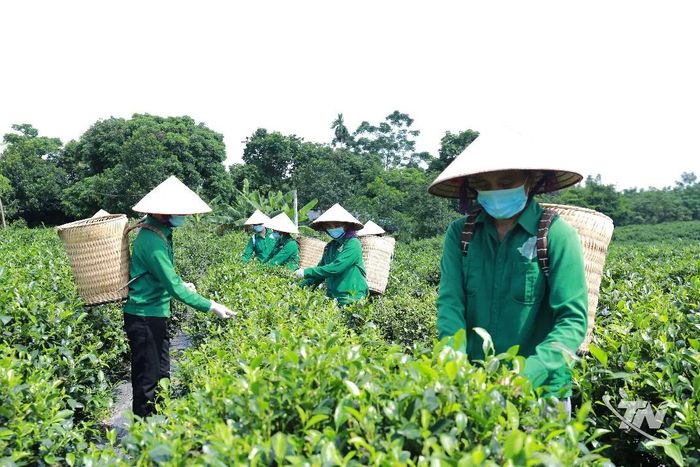 Thu hái chè tại vùng chè đặc sản Tân Cương, nơi cây chè đã gắn bó với người dân qua nhiều thế hệ.