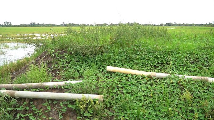 Nhiều vị trí nhà thầu bơm cát san lấp mặt bằng.