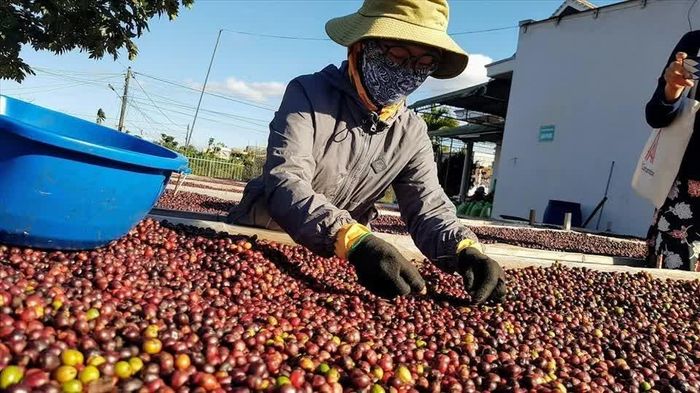 Cà phê Việt Nam kỳ vọng đạt kim ngạch xuất khẩu 9 tỷ USD trong năm 2026. Ảnh: Vũ Long
