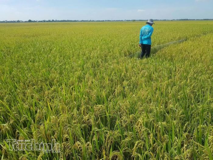 Nhiều doanh nghiệp gạo kiểm soát đầu vào bằng cách bao tiêu sản phẩm từ sớm, giúp chuẩn hóa từ khâu chọn giống đến quy trình canh tác. Ảnh: Lạc Nguyên