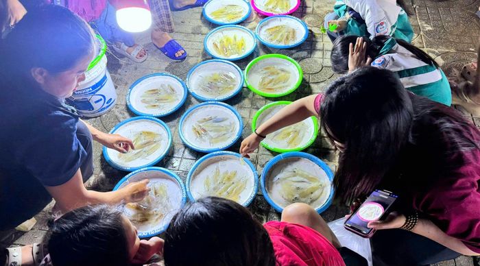 Chợ mực nháy - điểm nhấn du lịch độc đáo của Cửa Lò. Ảnh: Nguyễn Diệu