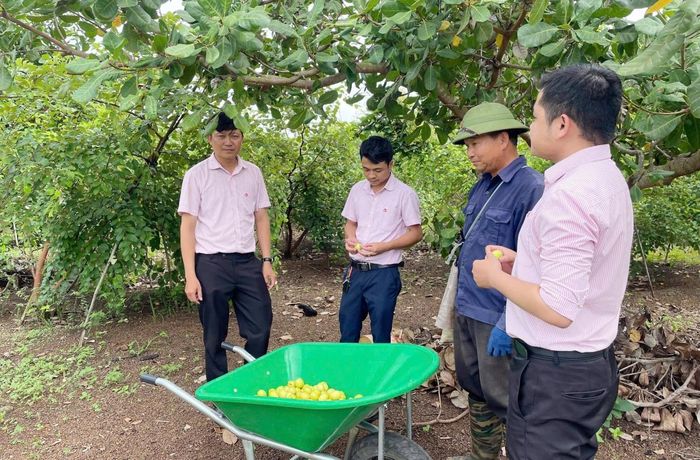 Từ nguồn vốn 100 triệu đồng thuộc chương trình cho vay hộ gia đình sản xuất, kinh doanh tại vùng khó khăn, gia đình ông Hậu đầu tư trồng táo mang lại hiệu quả cao (Ảnh: PV)