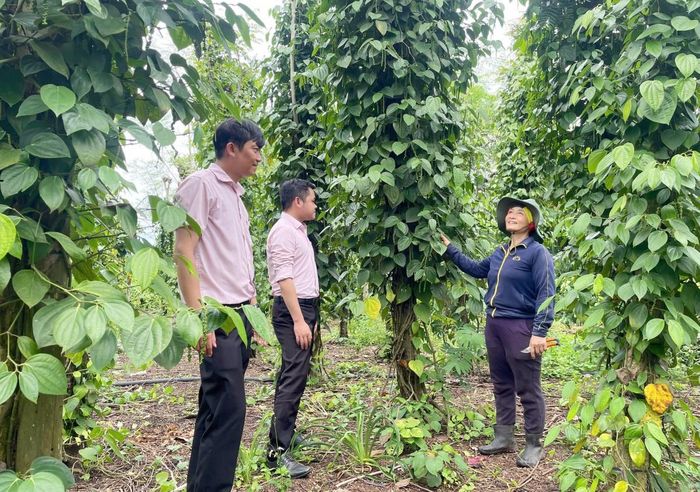 Nhờ vốn vay từ NHCSXH, bà Nguyễn Thị Hồi đã đầu tư vào vườn tiêu, cho năng suất cao (Ảnh: PV)