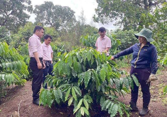 Các chương trình tín dụng chính sách triển khai tại các xã phía Tây Đắk Lắk đã thực sự phát huy hiệu quả, giúp bà con vươn lên thoát nghèo, ổn định cuộc sống (Ảnh: PV)