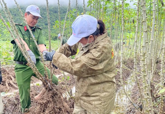 Cán bộ, chiến sĩ Công an xã Hòa Thịnh và lực lượng tham gia bảo vệ an ninh trật tự ở địa phương tất bật hỗ trợ, giúp đỡ người dân thu hoạch sắn mì, tránh mưa gây ngập úng.