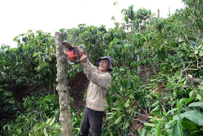 Người dân phá bỏ cà phê, bàn giao mặt bằng cho cơ quan chức năng.