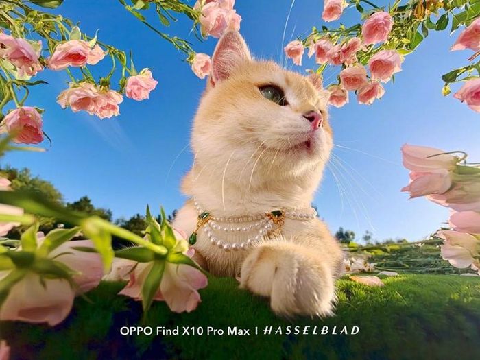 Ảnh chụp bởi Oppp Find X10 Pro Max cho thấy chi tiết vân ảnh sắc nét, hiệu ứng làm mờ hậu cảnh sạch sẽ mà không bị nhòe.