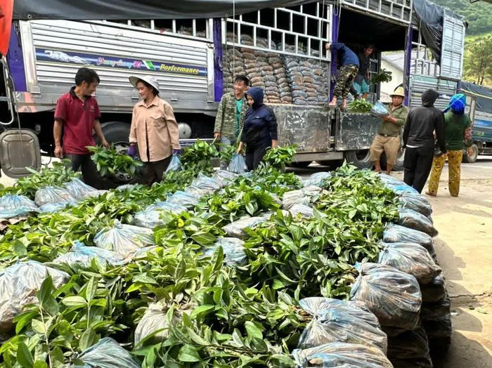 Người dân xã Thông Nông nhận cây quế giống.