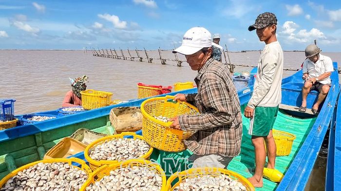 HTX Nuôi nghêu Ðất Mũi thu mua nghêu của bà con sau khi thu hoạch.