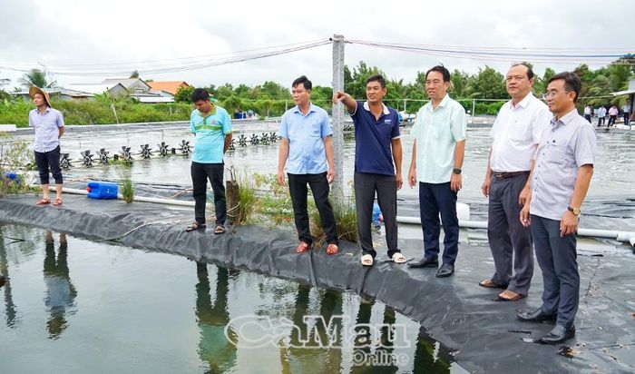 Chủ tịch UBND tỉnh Lữ Quang Ngời khảo sát mô hình nuôi tôm của hộ ông Nguyễn Văn Mót, ấp Thanh Đạm, xã Phú Tân (thứ tư từ trái sang). Gia đình ông Mót thả nuôi tôm trên diện tích 2,2 ha, sau 91 ngày nuôi đạt kích cỡ 23-25 con/kg, đã thu tỉa khoảng 5 tấn, lợi nhuận ước 300 triệu đồng.