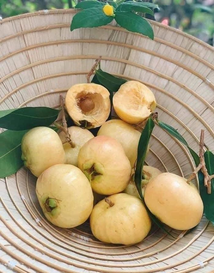 Quả chín vàng nhạt, thịt xốp, ngọt thanh, thơm dịu như hương hoa - Ảnh minh hoạ