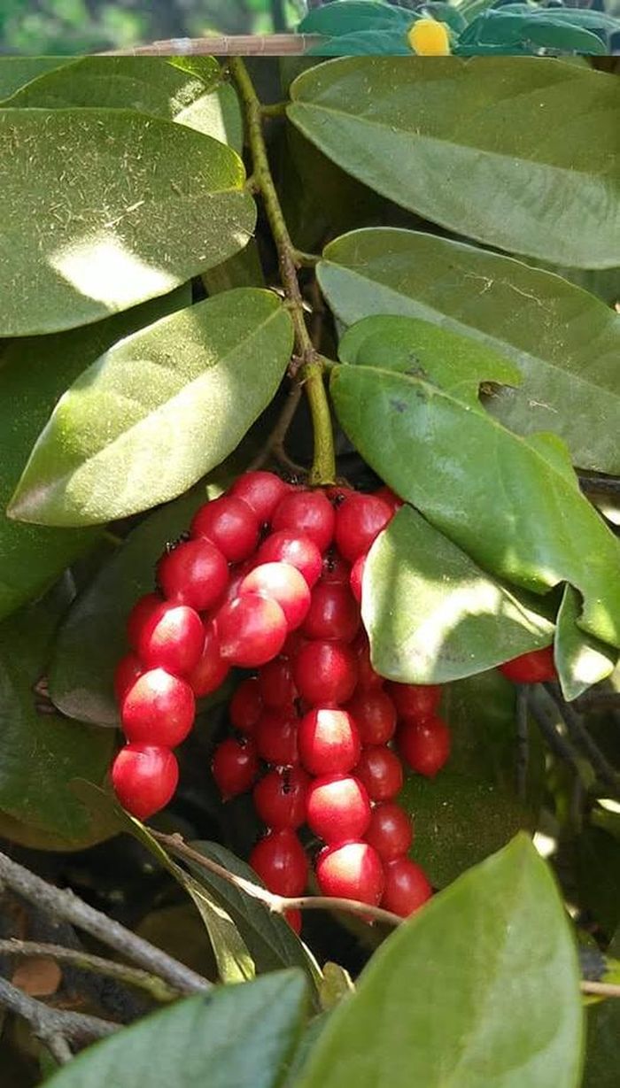 Với nhiều người lớn lên ở vùng quê, quả chim chim từng là món quà vặt quen thuộc mỗi khi hè về - Ảnh minh hoạ