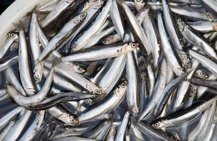 Cá cơm tuy nhỏ nhưng cũng thuộc nhóm cá biển đáng chú ý về giá trị dinh dưỡng - Ảnh minh hoạ