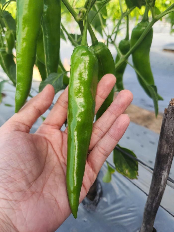 HTX Dịch vụ Tầm Ngân sẽ hướng tới tự vận hành chuỗi giá trị từ trồng ớt, thu mua nguyên liệu, chế biến đến tiêu thụ sản phẩm.
