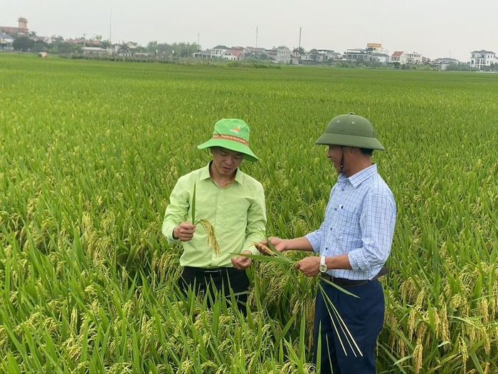 Năm 2025, cả nước gieo trồng khoảng 7,13 triệu ha lúa, năng suất bình quân 61,1 tạ/ha, sản lượng khoảng 43,5 triệu tấn