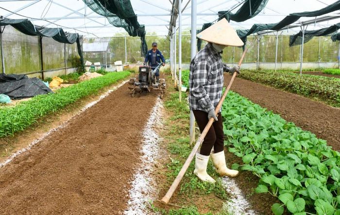 Ứng dụng cơ giới hóa trong canh tác rau giúp giảm sức lao động, nâng cao hiệu quả sản xuất và từng bước hiện đại hóa nông nghiệp.