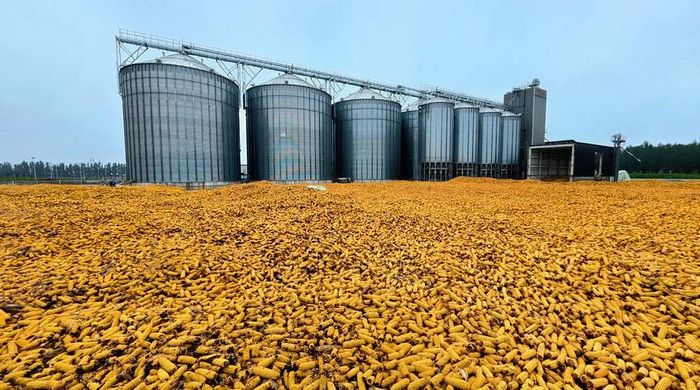Tỷ lệ tồn kho so với mức sử dụng ngũ cốc của Trung Quốc hiện cao hơn đáng kể so với ngưỡng an ninh lương thực quốc tế 17 đến 18%